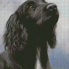 Black Spaniel Diamond Painting