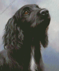 Black Spaniel Diamond Painting