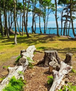 Brownsea Island Landscape Diamond Painting