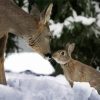 Bunny Deer In Snow Diamond Painting