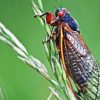 Cicada Diamond Painting