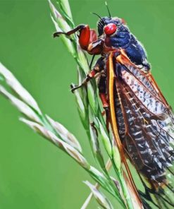 Cicada Diamond Painting