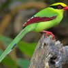 Common Green Magpie Diamond Painting