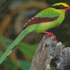 Common Green Magpie Diamond Painting