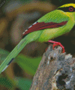 Common Green Magpie Diamond Painting