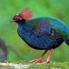 Crested Partridge Bird Diamond Painting