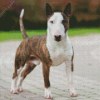 English Bull Terrier Diamond Painting