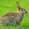 European Rabbit Side View Diamond Painting