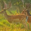 Fallow Deer Forest Of Dean Diamond Painting