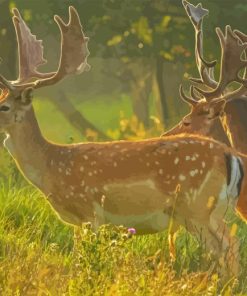 Fallow Deer Forest Of Dean Diamond Painting