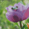 Frog On A Purple Tulip Diamond Painting