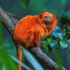 Golden Lion Tamarin Diamond Painting