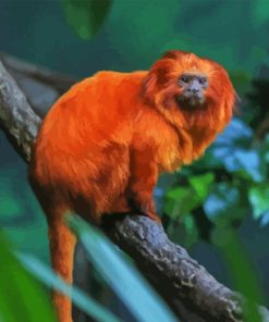 Golden Lion Tamarin Diamond Painting