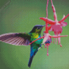 Hummingbird And Flower Diamond Painting