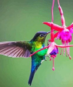 Hummingbird And Flower Diamond Painting