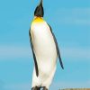 King Penguin Saunders Island Diamond Painting