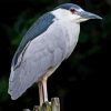 Night Heron Bird Diamond Painting