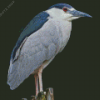 Night Heron Bird Diamond Painting