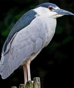 Night Heron Bird Diamond Painting