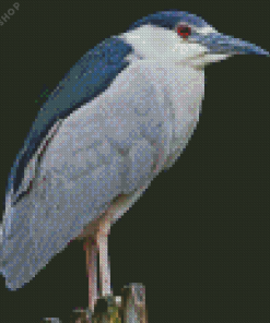 Night Heron Bird Diamond Painting