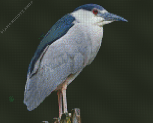 Night Heron Bird Diamond Painting