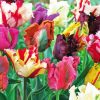 Parrot Tulips Diamond Painting