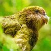 Portrait Of A Kakapo Diamond Painting