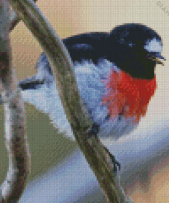 Scarlet Robin Diamond Painting