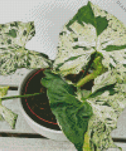 Syngonium Plant Diamond Painting