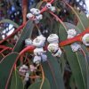 Tasmanian Blue Gum Diamond Painting