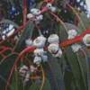 Tasmanian Blue Gum Diamond Painting