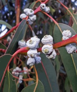 Tasmanian Blue Gum Diamond Painting