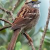 Throated Sparrow On Stick Diamond Painting