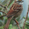 Throated Sparrow On Stick Diamond Painting