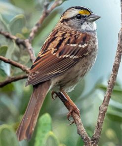 Throated Sparrow On Stick Diamond Painting