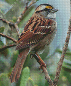 Throated Sparrow On Stick Diamond Painting