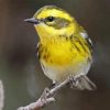 Townsend Warbler Bird Diamond Painting