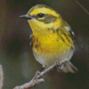 Townsend Warbler Bird Diamond Painting