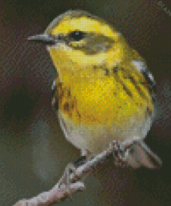 Townsend Warbler Bird Diamond Painting