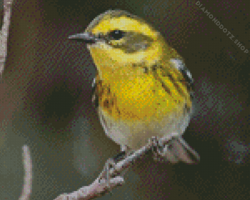 Townsend Warbler Bird Diamond Painting