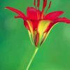 Wood Lily Diamond Painting