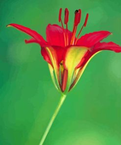 Wood Lily Diamond Painting