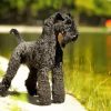 Black Kerry Blue Terrier Diamond Painting