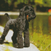 Black Kerry Blue Terrier Diamond Painting