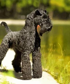 Black Kerry Blue Terrier Diamond Painting