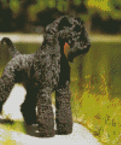 Black Kerry Blue Terrier Diamond Painting