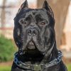 Black Presa Canario Diamond Painting