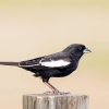 Black And White Lark Bunting Diamond Painting