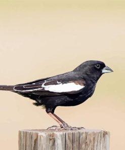 Black And White Lark Bunting Diamond Painting