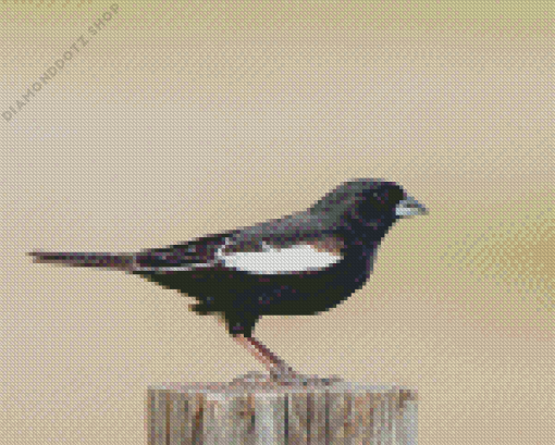 Black And White Lark Bunting Diamond Painting